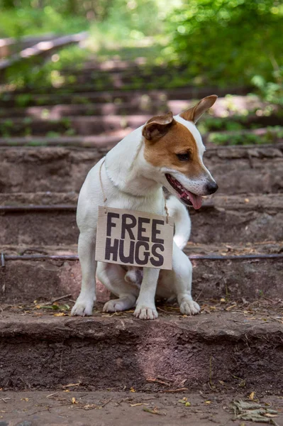 Jack Russell Terrier 의개는 있으며 프리휴그 Free Hugs 비문이 새겨진 — 스톡 사진