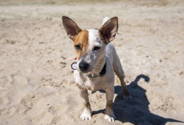 Jack Russell Terrier cinsinden bir köpek kumsalda duruyor yeşil yakalı, avokado desenli bir köpek, kameranın arkasına bakıyor eski bir iskelenin arka planına, burnunu kuma daldırmış. 