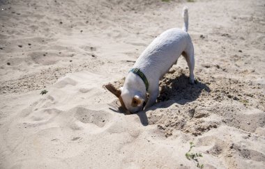 Köpek Jack Russell Terrier kumsalda yeşil bir avokado yakasıyla oynuyor. Yüzü ve kafası kumda kazdığı bir çukurda. 