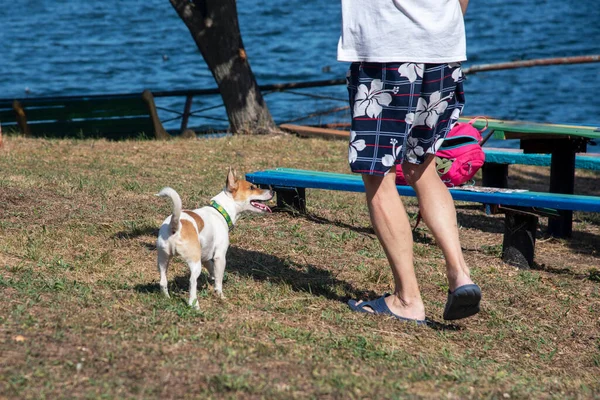 테리어 Jack Russell Terrier 남자가 프리스비와 초원의 해변에서 나무의 배경에서 — 스톡 사진