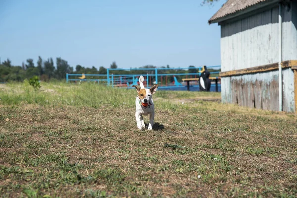 Perro Raza Jack Russell Terrier Corre Con Una Bola Naranja — Foto de Stock