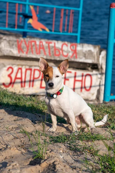 테리어 Jack Russell Terrier 물가에 수영은 글씨체가 콘크리트 카메라를 — 스톡 사진