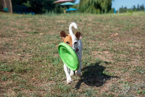 Perro Raza Jack Russell Terrier Playa Corre Largo Hierba Verde — Foto de Stock