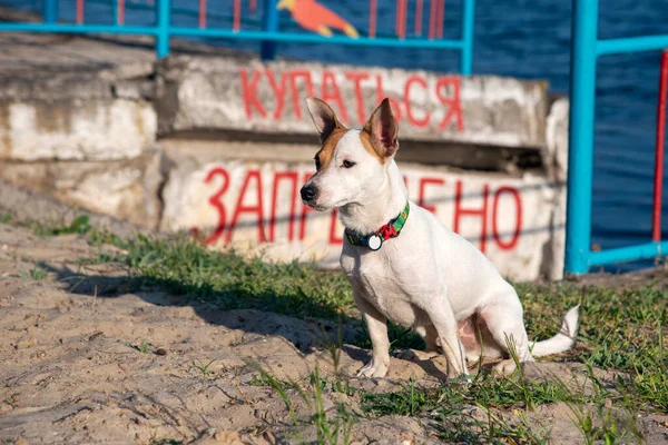 테리어 Jack Russell Terrier 물가에 러시아 수영은 글씨체가 콘크리트 바라본다 — 스톡 사진