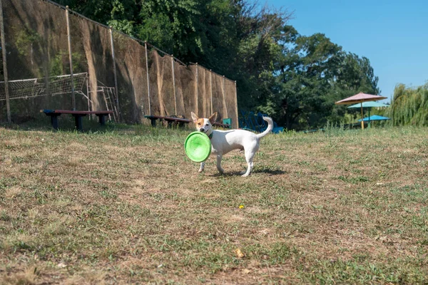 테리어 Jack Russell Terrier 마리가 잔디를 이빨에 프리스비를 잔디를 달리고 — 스톡 사진
