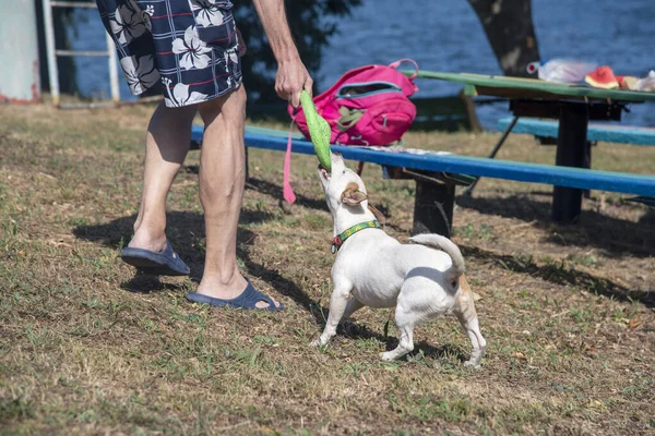 Perro Raza Jack Russell Terrier Hombre Jugar Tirando Con Frisbee — Foto de Stock