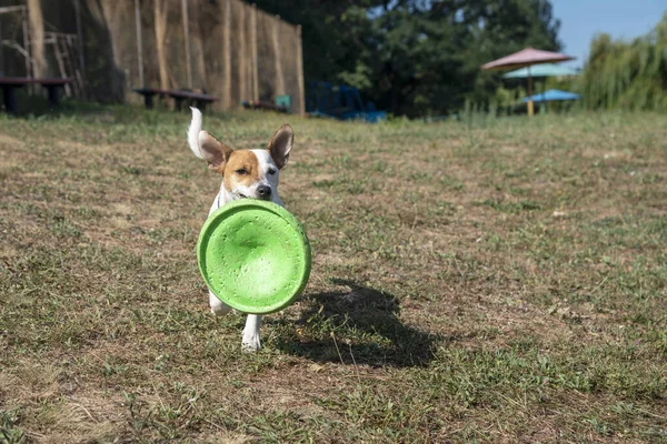 Ein Hund Der Rasse Jack Russell Terrier Läuft Strand Entlang — Stockfoto