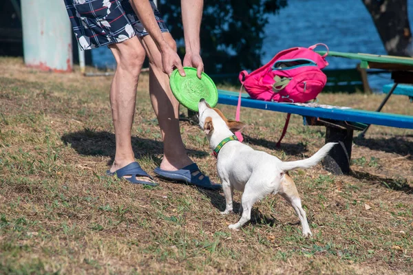 Perro Raza Jack Russell Terrier Hombre Jugar Tirando Con Frisbee — Foto de Stock