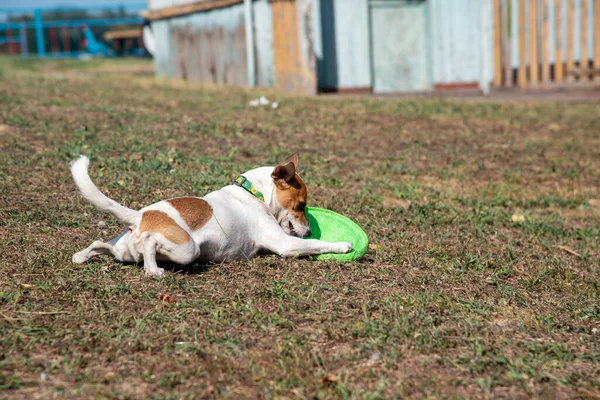 Jack Russell Terrier Perro Encuentra Playa Hierba Verde Jugando Con — Foto de Stock