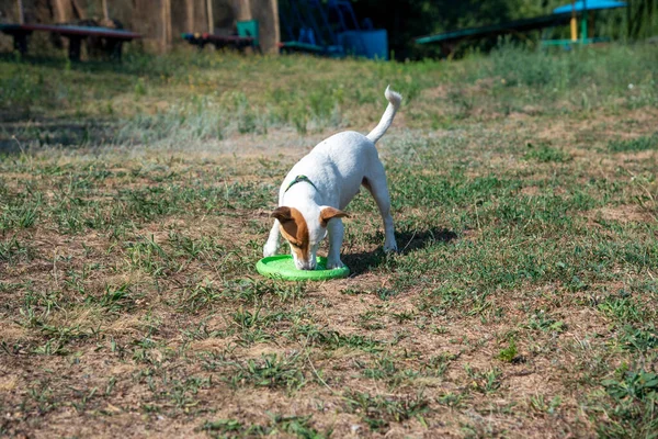 Perro Raza Jack Russell Terrier Encuentra Una Vieja Playa Sobre — Foto de Stock