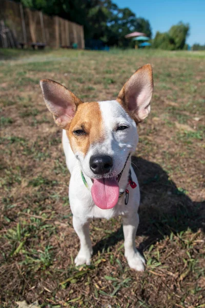 Cão Raça Jack Russell Terrier Fica Uma Praia Velha Grama — Fotografia de Stock
