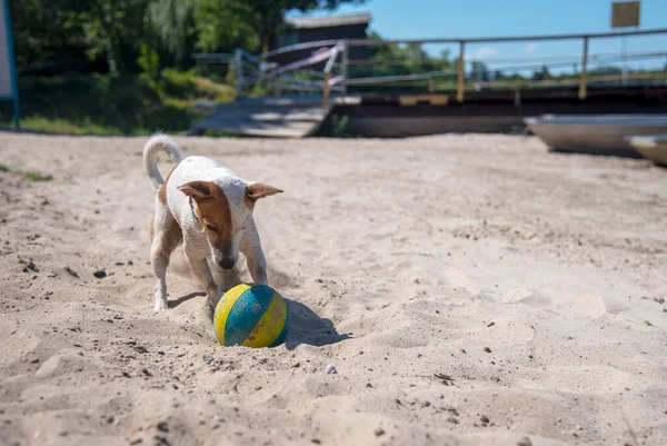 Jack Russell Terrier Perro Jugando Playa Arena Con Una Gran — Foto de Stock