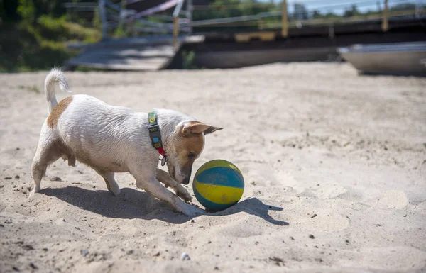 Jack Russell Terrier Perro Jugando Playa Arena Con Una Gran — Foto de Stock