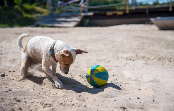 Jack Russell Terrier Perro Jugando Playa Arena Con Una Gran — Foto de Stock