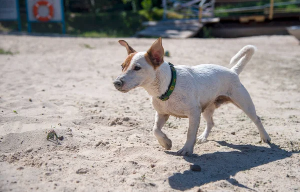 테리어 Jack Russell Terrier 마리가 해변을 칼라를 해변을 갑니다 아보카도 — 스톡 사진