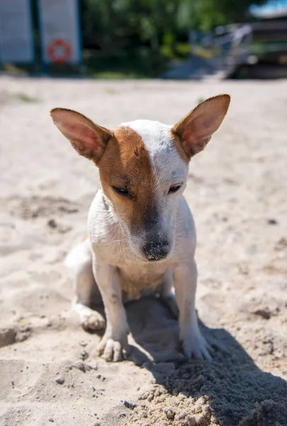 해변에 테리어 Jack Russell Terrier 낳았고 해변에는 초록색 칼라를 있었습니다 — 스톡 사진