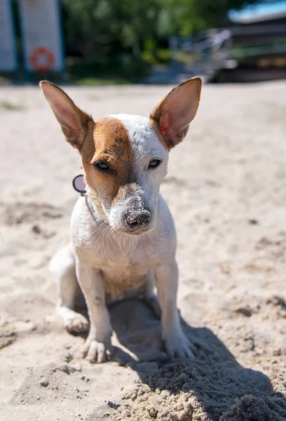 해변에 테리어 Jack Russell Terrier 해변에 아보카도 무늬가 칼라를 시선으로 — 스톡 사진