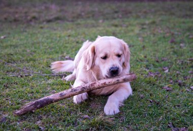 Golden Retriever cinsinden bir köpek yeşil çimlerin üzerinde, tahta bir sopayla yatar ve onu kemirir.