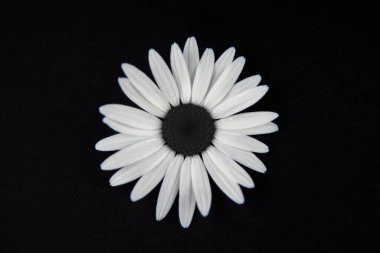 Bir papatya çiçeği, yani siyah çekirdekli ve beyaz yapraklı bir tomurcuk, merkezdeki siyah bir arka planda yatar. 