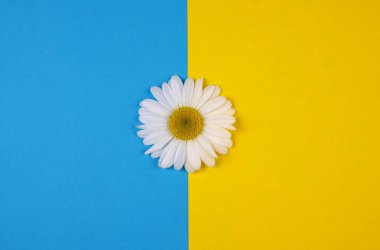 Papatya çiçeği sarı ve mavinin sınırında sarı-mavi renkli bir arkaplanda yatar. Renk kenarı dikey 