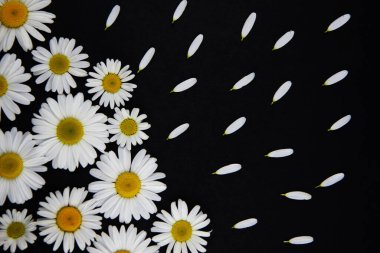 Farklı boylarda bir sürü papatya çiçeği sol alt köşedeki siyah arka planda uzanıyor. Beyaz yapraklar, papatyalardan düzgünce uzanıyor. 