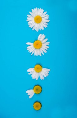 Beş papatya çiçeği dikey olarak mavi bir arkaplanda yatar, her bir papatya çiçeği daha fazla taç yaprağından yoksundur, alt papatya çiçeğinin hiç taç yaprağı yoktur. 