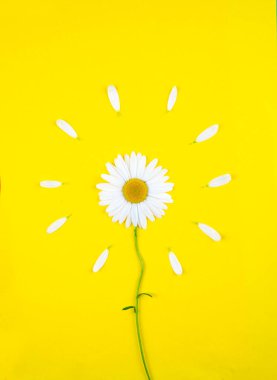 Bir papatya çiçeği dikey olarak sapı ve yapraklarıyla birlikte sarı renkli bir arka planda yatar. Çemberin etrafında beyaz yapraklar var. 