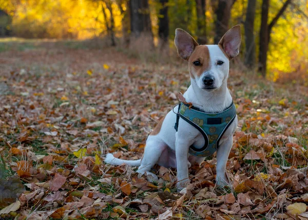 Порода Собак Джек Рассел Терьер Осенью Сидит Сухих Жёлтых Листьях — стоковое фото