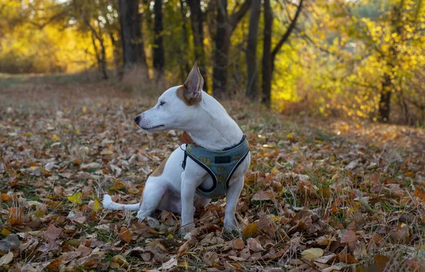 Kutyafajta Jack Russell Terrier Száraz Sárga Levelek Erdőben Ősszel Egy — Stock Fotó