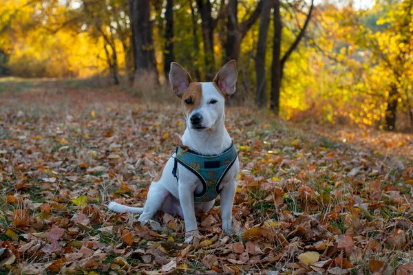 Порода Собак Джек Рассел Терьер Осенью Сидит Сухих Жёлтых Листьях — стоковое фото