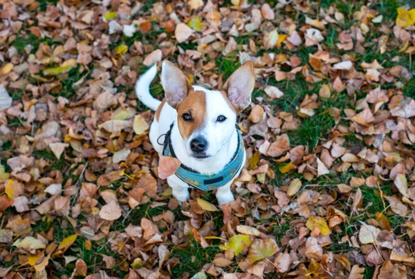 Фото Верхушки Породы Собак Джек Рассел Терьер Осенью Сидит Сухих — стоковое фото