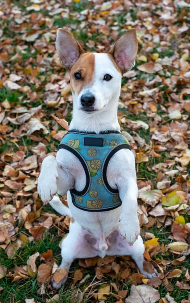 Kutya Jack Russell Terrier Fajta Áll Hátsó Lábait Ősszel Száraz — Stock Fotó