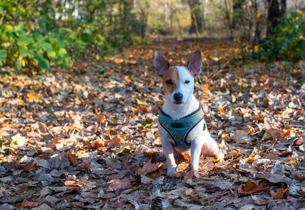 Raza Perro Blanco Jack Russell Terrier Sienta Sobre Hojas Amarillas — Foto de Stock