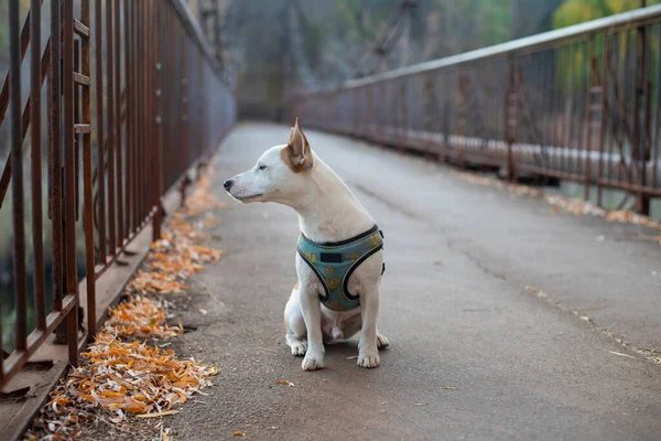 Белая Собака Джек Рассел Терьер Осенью Сидит Бетонном Мосту Металлическим — стоковое фото