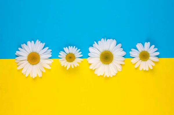 Cuatro Flores Manzanilla Diferentes Tamaños Encuentran Fondo Color Amarillo Azul — Foto de Stock