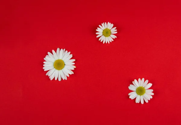 Tres Flores Manzanilla Diferentes Tamaños Encuentran Diferentes Lugares Sobre Fondo — Foto de Stock