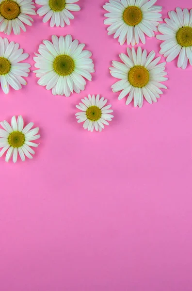 Muchas Flores Manzanilla Diferentes Tamaños Encuentran Sobre Fondo Color Rosa — Foto de Stock
