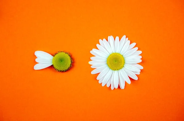 Dos Flores Manzanilla Encuentran Horizontalmente Sobre Fondo Naranja Color Una — Foto de Stock