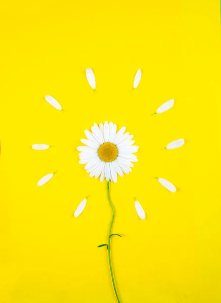 Una Flor Manzanilla Encuentra Verticalmente Sobre Fondo Amarillo Color Junto — Foto de Stock