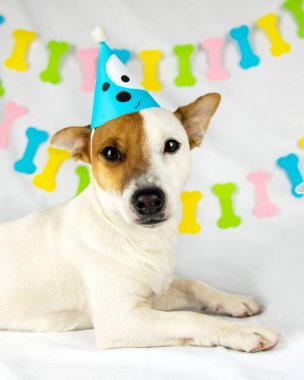 Köpek cinsi Jack Russell Terrier beyaz bir arka planda, mavi kepli bir çelenk ve köpek şeklinde bir çelenkle yatar ve kameraya bakar. 