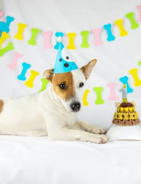 Köpek cinsi Jack Russell Terrier beyaz bir arka planda yatıyor. Kemik şeklinde bir çelenk, kemikli bir doğum günü pastasının yanında. Kemik, kalp ve mumlarla süslenmiş.