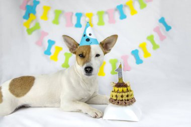 Köpek cinsi Jack Russell Terrier beyaz bir arka planda, kep şeklinde bir çelenkle yatıyor. Kemik, kalp ve mumlarla süslenmiş bir doğum günü pastasının yanına bakıyor.