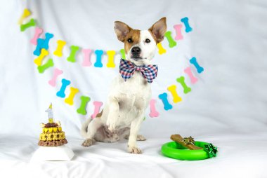 Jack Russell Terrier köpeği beyaz bir arka planda ortada oturur. Pençesi yukarıda, papyon takmış, çelenk şeklinde bir çelengi vardır. Bir tarafta pastası, diğer tarafta fiyonklu hediyeleri. 