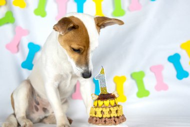 Jack Russell Terrier köpeği, beyaz bir arka planda, kafası aşağıda, çelenk şeklinde bir çelenkle oturuyor ve kemikle süslenmiş doğum günü pastasına bakıyor ve mum şeklinde kalplerle süslenmiş.