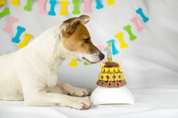 Jack Russell Terrier Kutya Fekszik Fehér Háttér Egy Koszorú Formájában — Stock Fotó