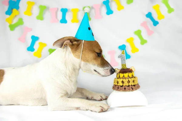 Jack Russell Terrier Rassehund Liegt Auf Weißem Grund Mit Einer — Stockfoto