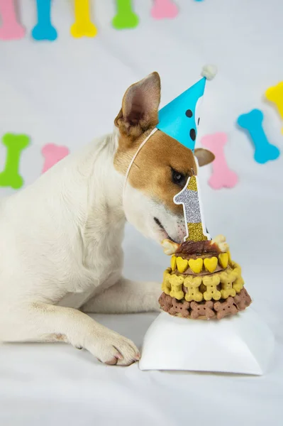 Jack Russell Terrier Cane Trova Uno Sfondo Bianco Con Una — Foto Stock