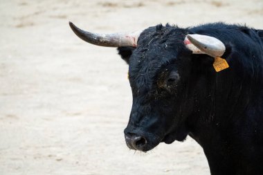 Arganda del Rey 'in ringinde boğa güreşi pelerini, Madrid