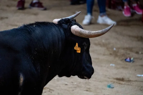 Night Bullfighting Capea Bullring Arganda Del Rey Madrid — Photo