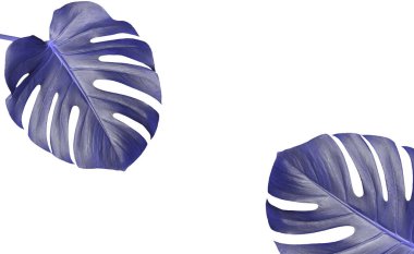 2022 yılı lavanta rengi çok peri canavarı. Beyaz arka planda iki yaprak izole edilmiş.